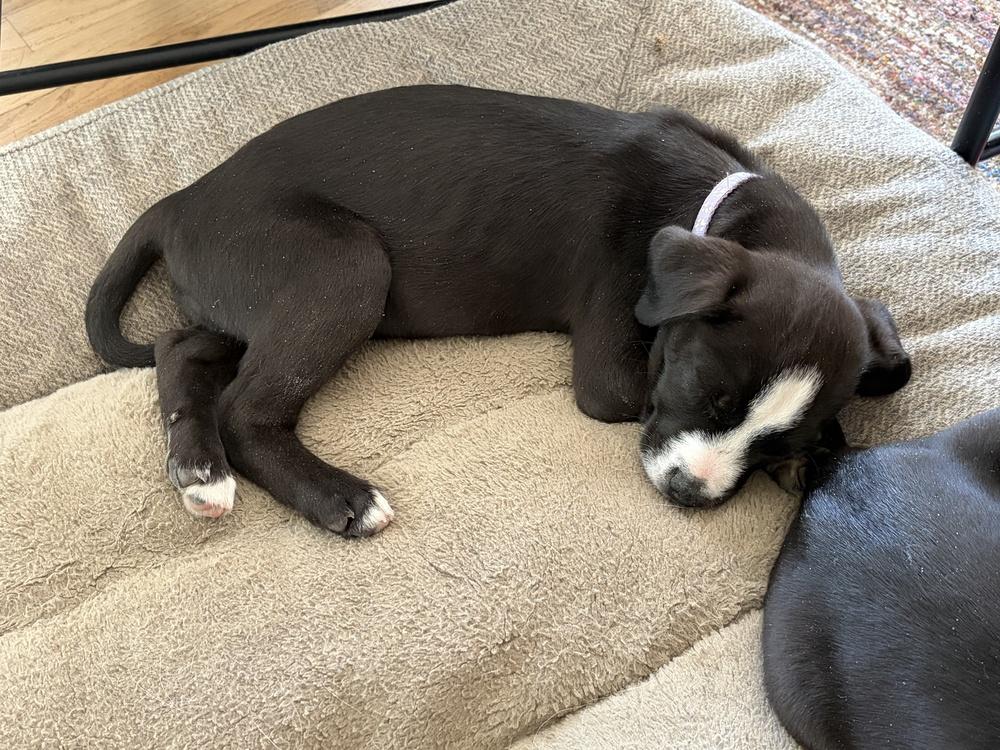 Enlarge Clapper / Duckie, a Adoptable mixed breed in Broomfield, CO image 4/6