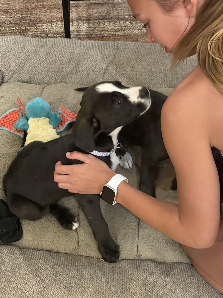 Enlarge Clapper / Duckie, a Adoptable mixed breed in Broomfield, CO image 5/6