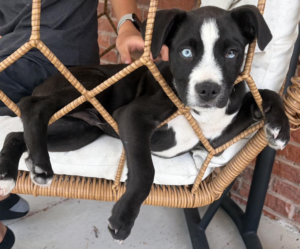 Enlarge Clapper / Duckie, a Adoptable mixed breed in Broomfield, CO image 6/6