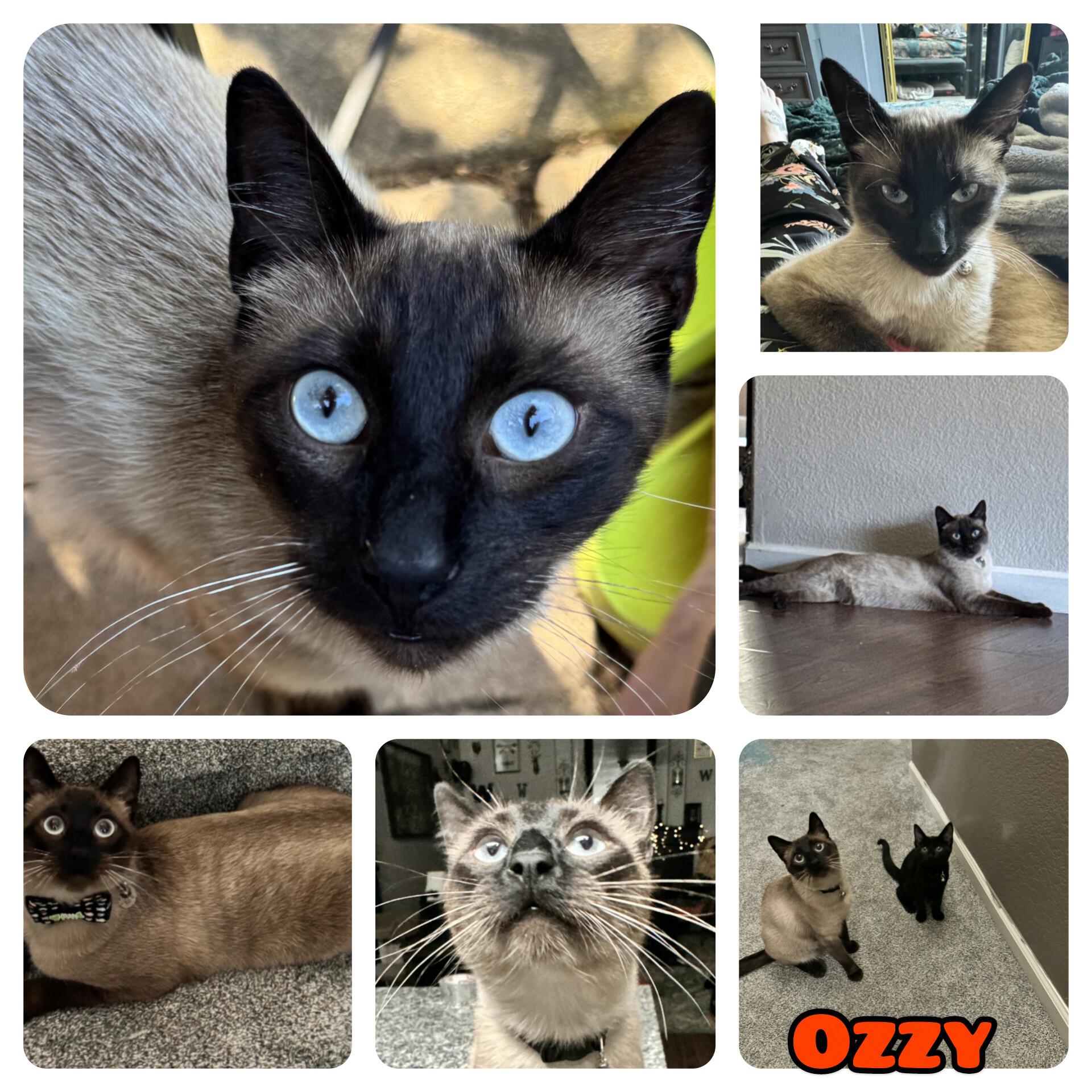 Enlarge Ozzy, a Adopted Siamese in Woodland, CA image 5/6