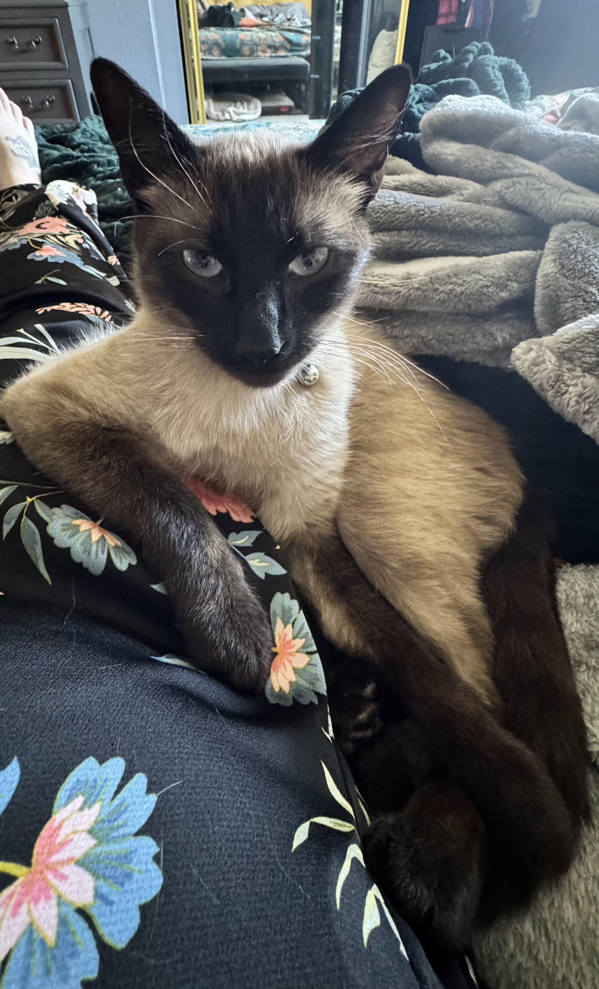 Enlarge Ozzy, a Adopted Siamese in Woodland, CA image 3/6