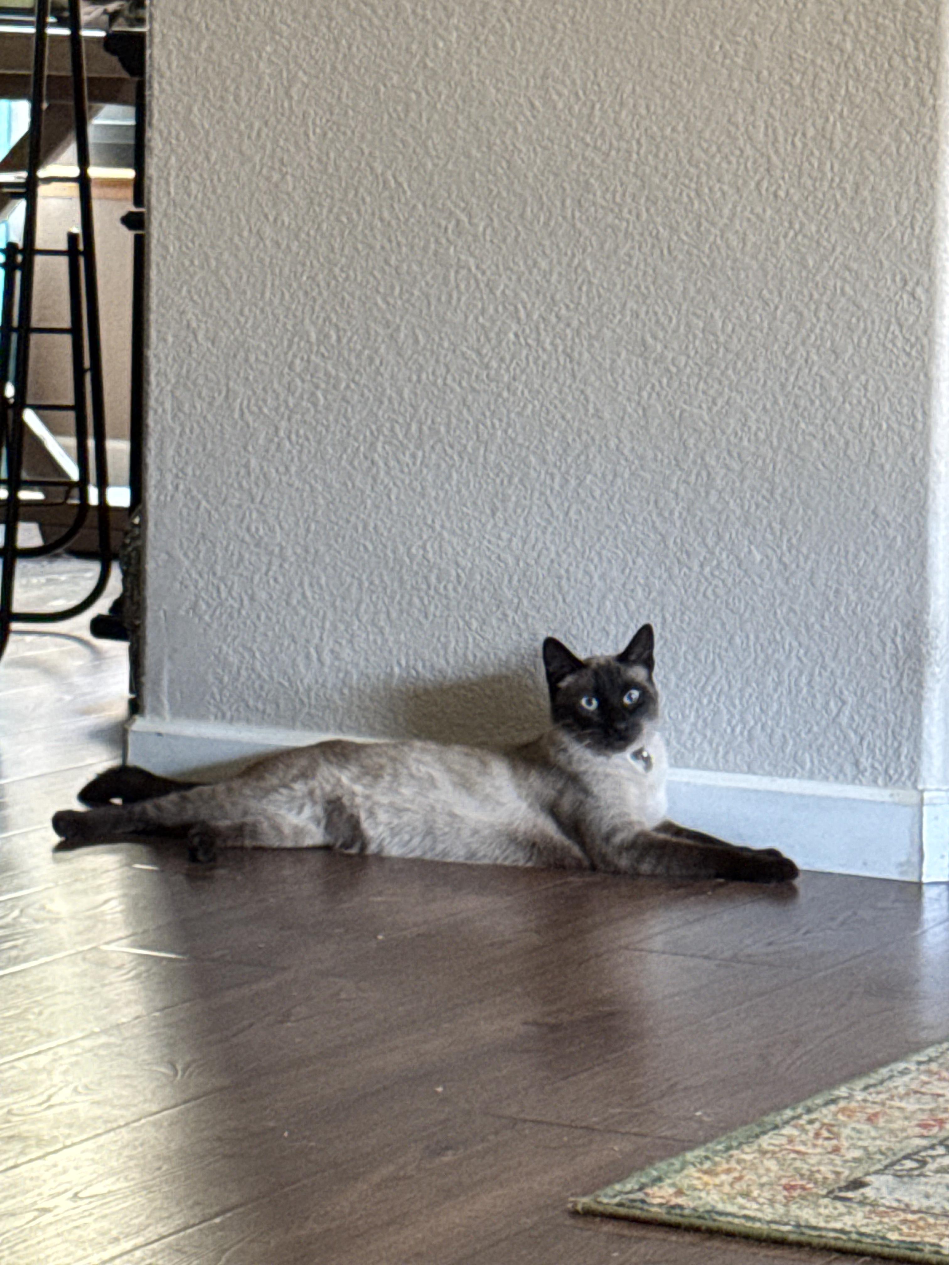 Enlarge Ozzy, a Adopted Siamese in Woodland, CA image 6/6