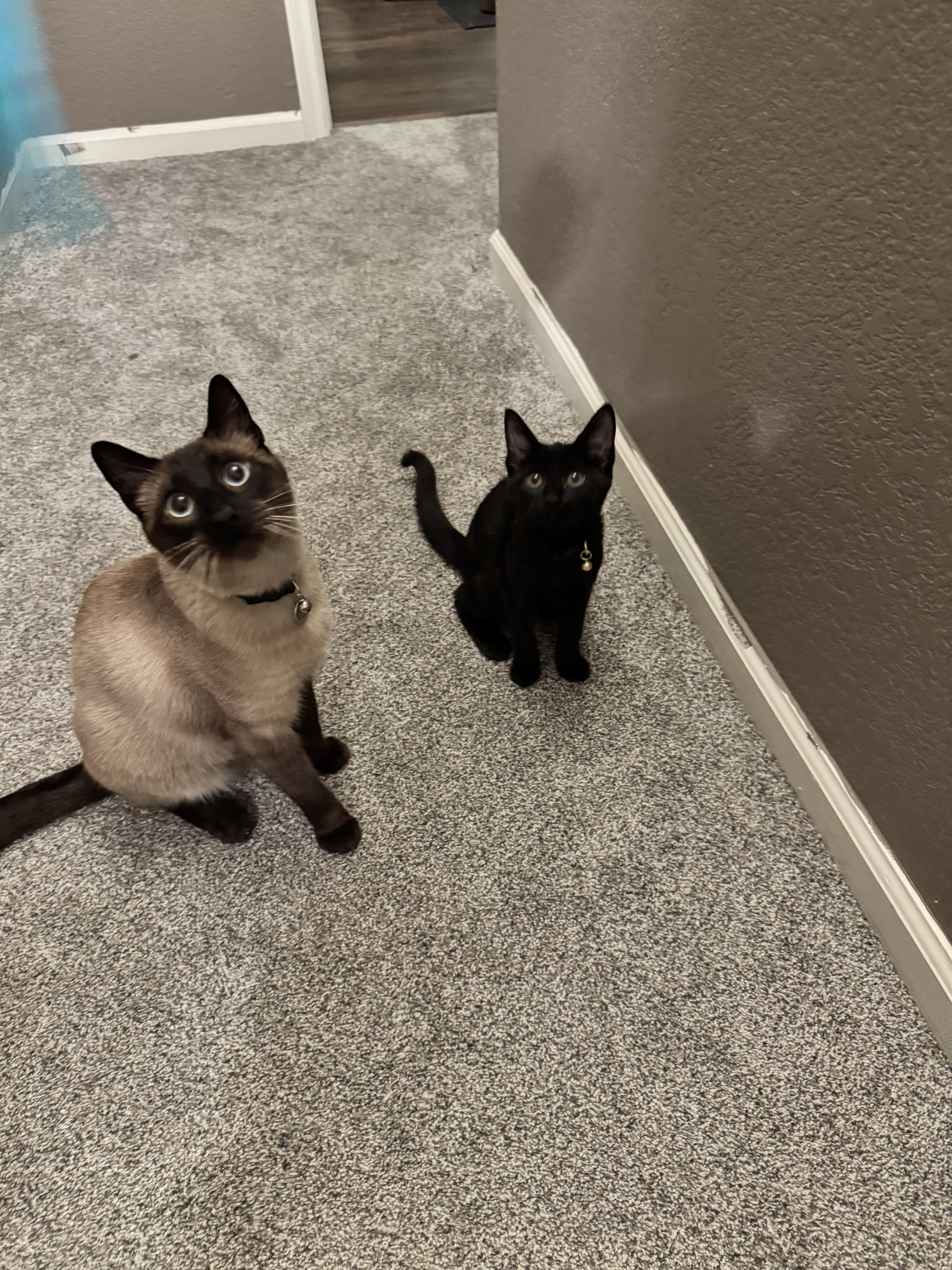 Enlarge Ozzy, a Adopted Siamese in Woodland, CA image 2/6