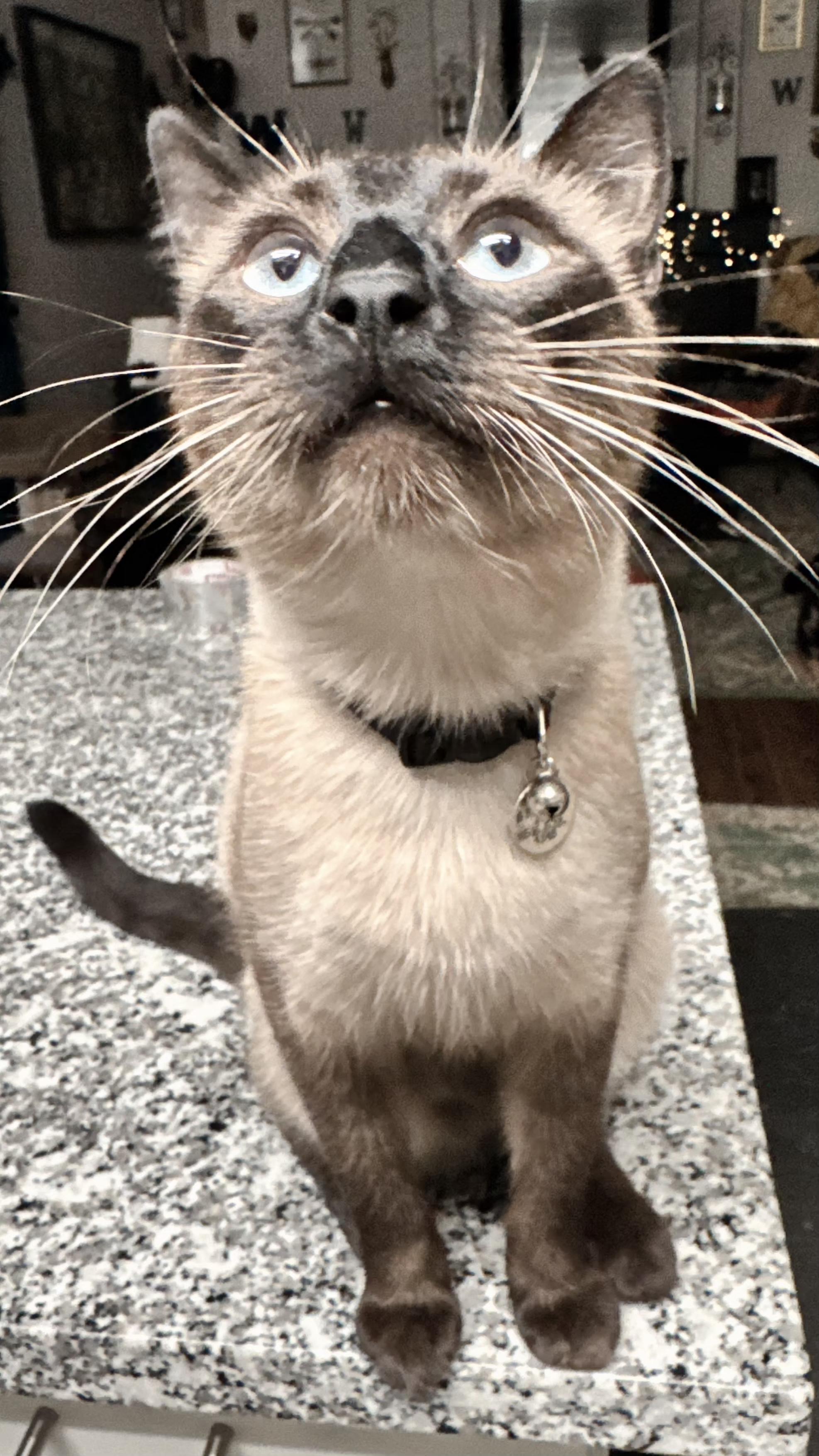 Enlarge Ozzy, a Adopted Siamese in Woodland, CA image 4/6