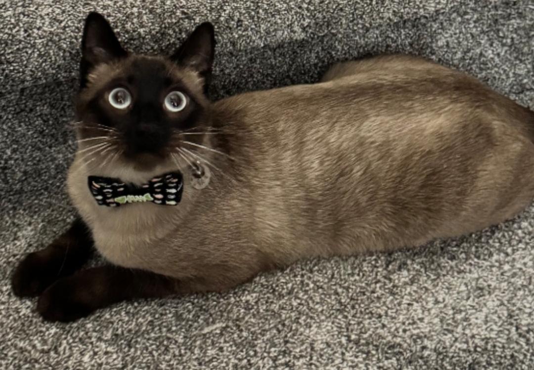 Enlarge Ozzy, a Adopted Siamese in Woodland, CA image 1/6