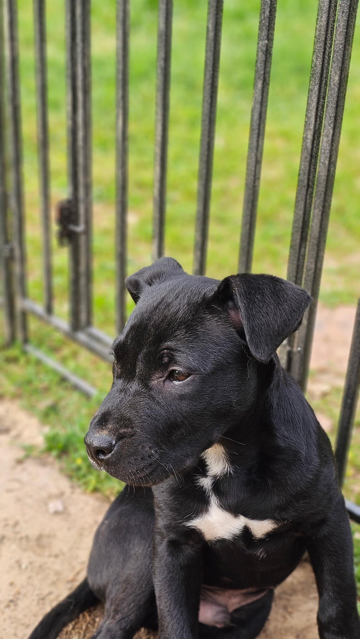 Enlarge Rue, a Adoptable mixed breed in Columbus , OH image 2/2