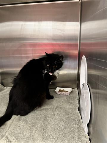 MEATBALL, Adoptable, Adult Male Domestic Long Hair.