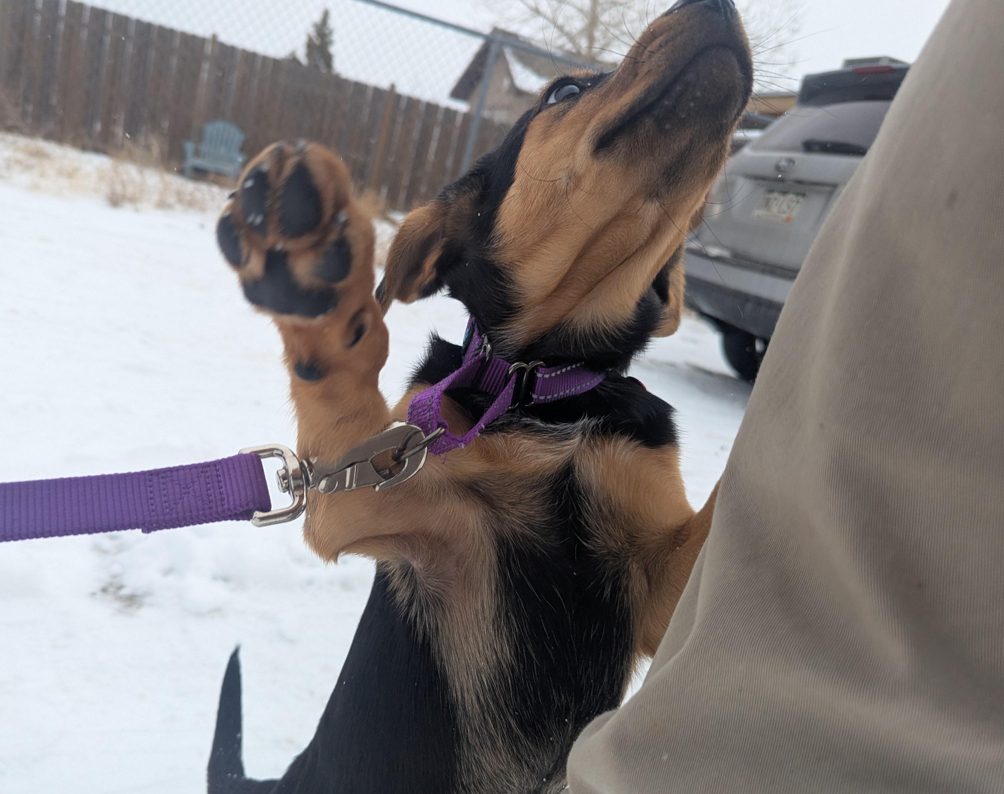 Squash, ADOPTABLE, Young Female Miniature Dachshund.