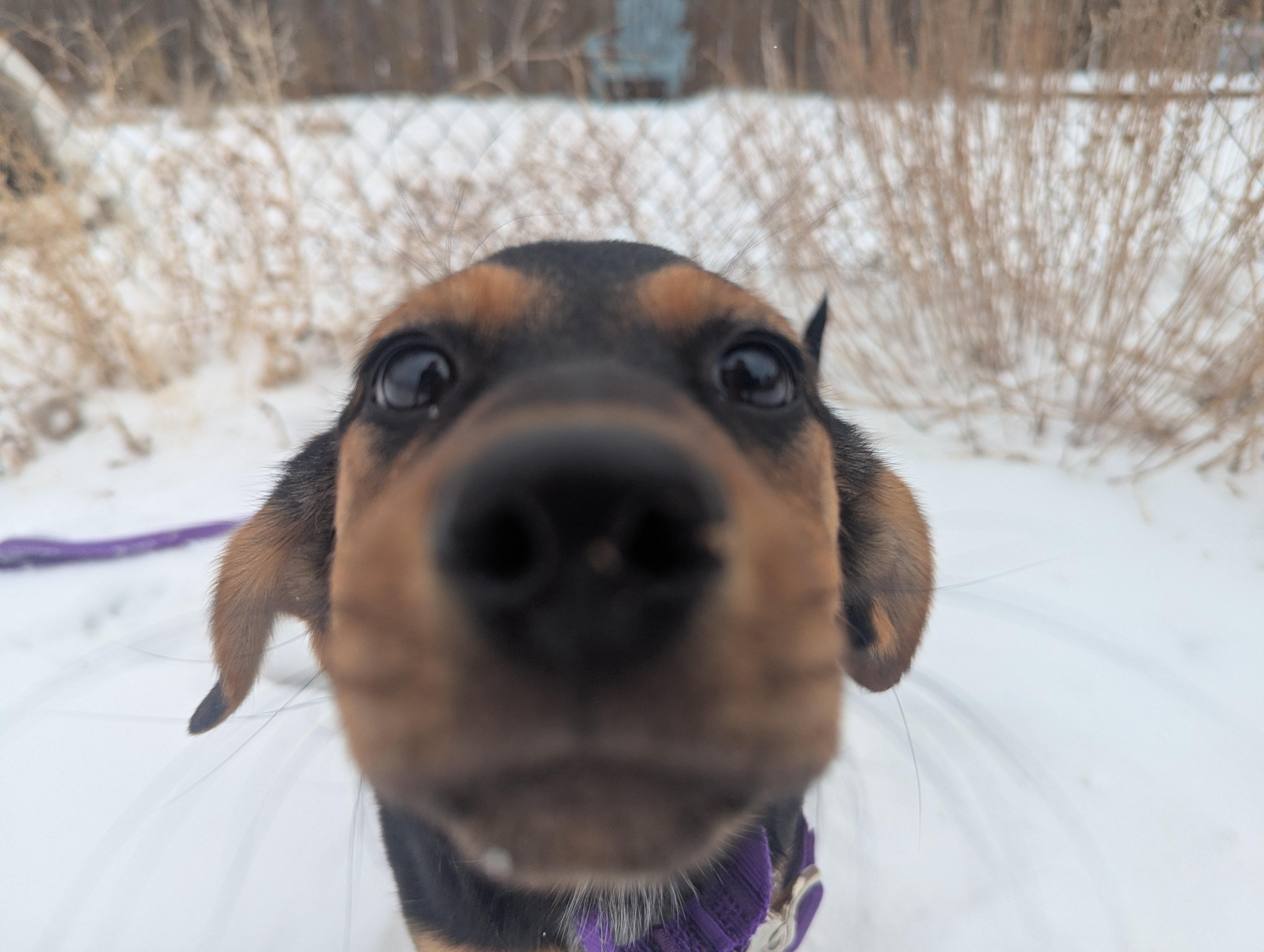 Squash, a ADOPTABLE mixed breed in Buena Vista, CO image 2/3