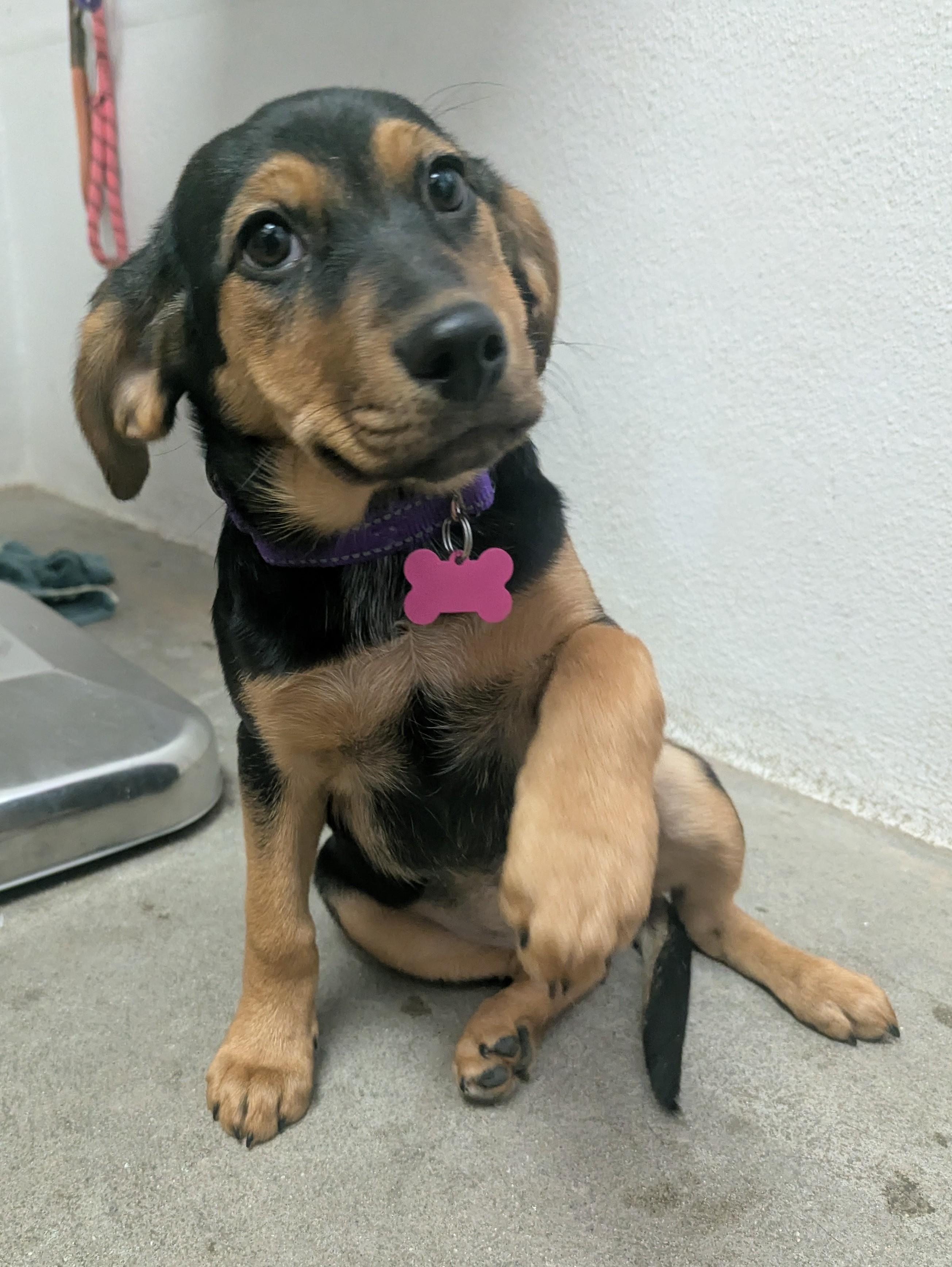 Squash, a ADOPTABLE mixed breed in Buena Vista, CO image 3/3