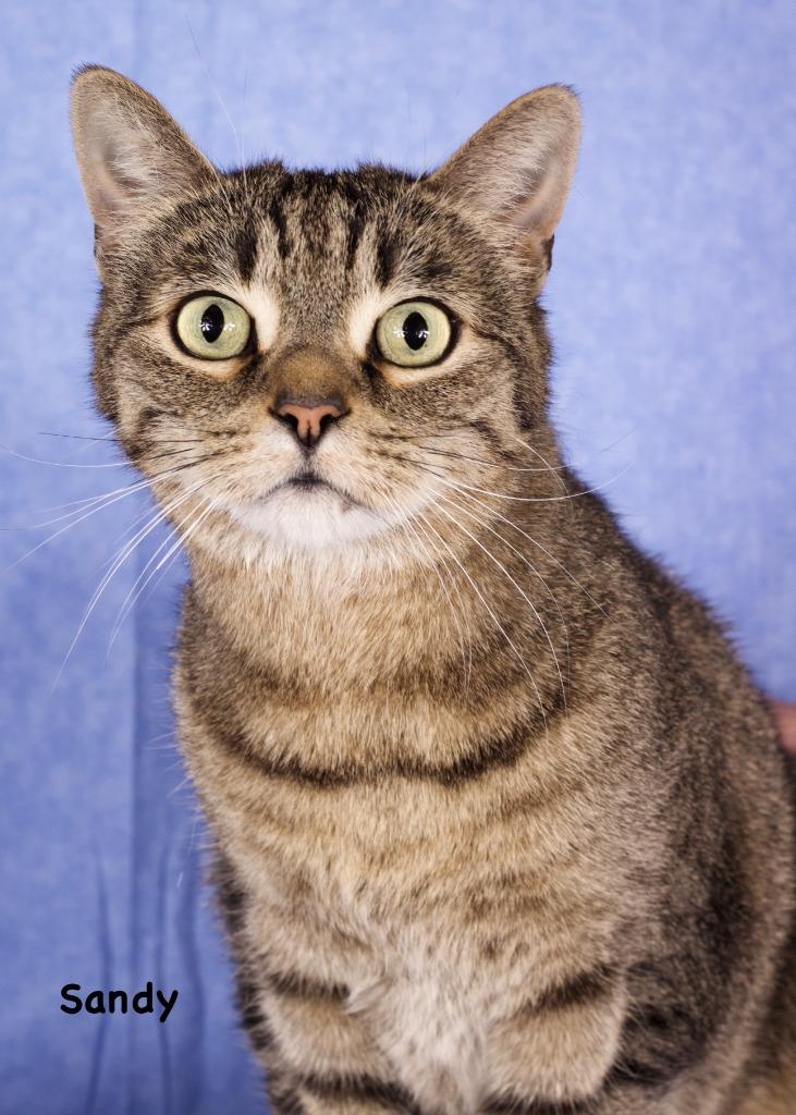 Sandy, Adoptable, Young Male Domestic Short Hair.