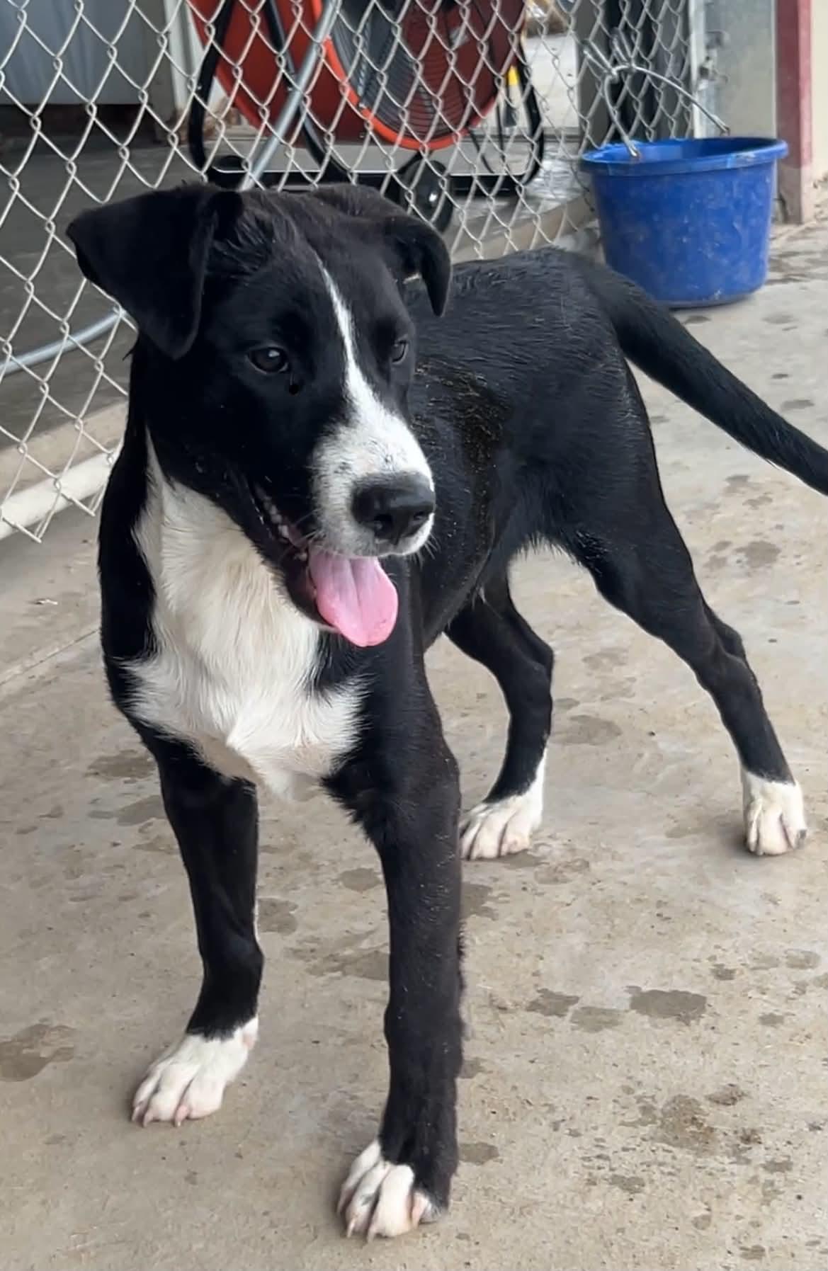 Oliver, a ADOPTABLE Border Collie in Port Lavaca, TX image 2/2
