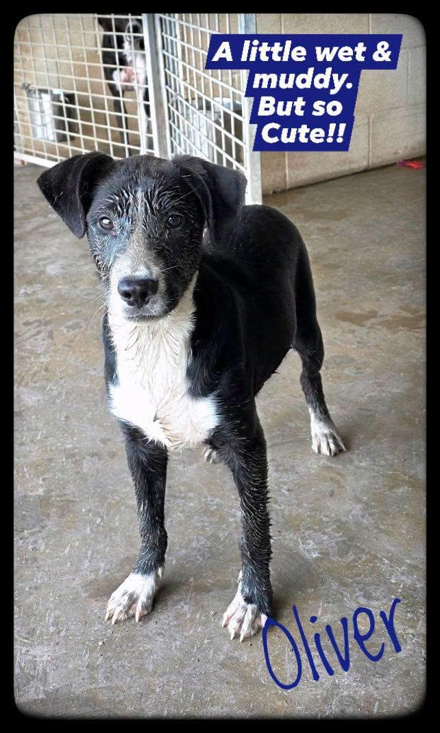 Oliver, ADOPTABLE, Young Male Border Collie.