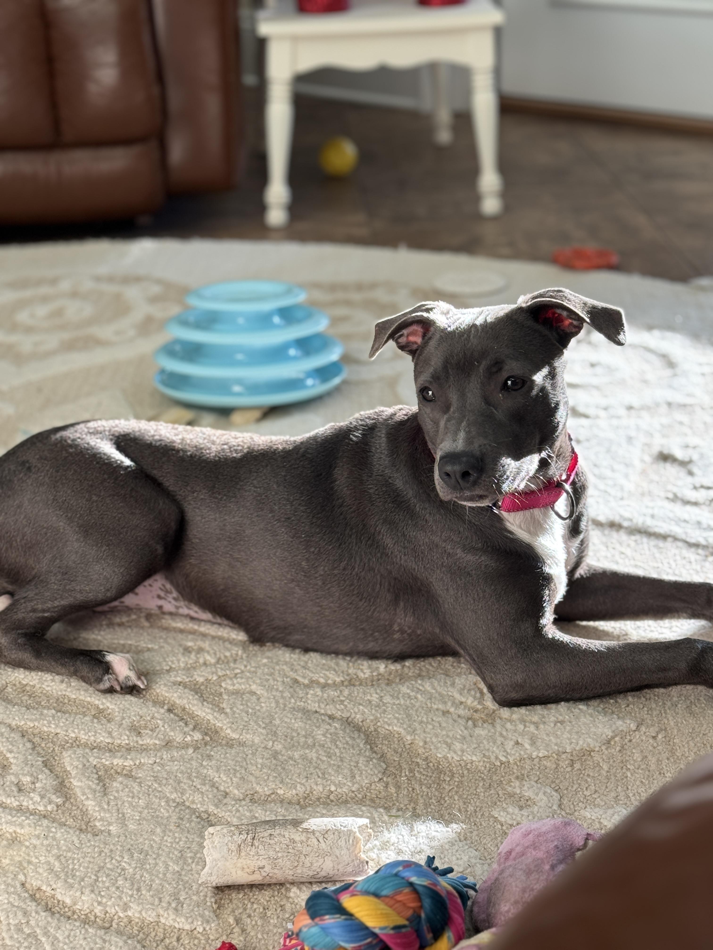 Winnie , ADOPTABLE, Young Female Weimaraner & American Bulldog.