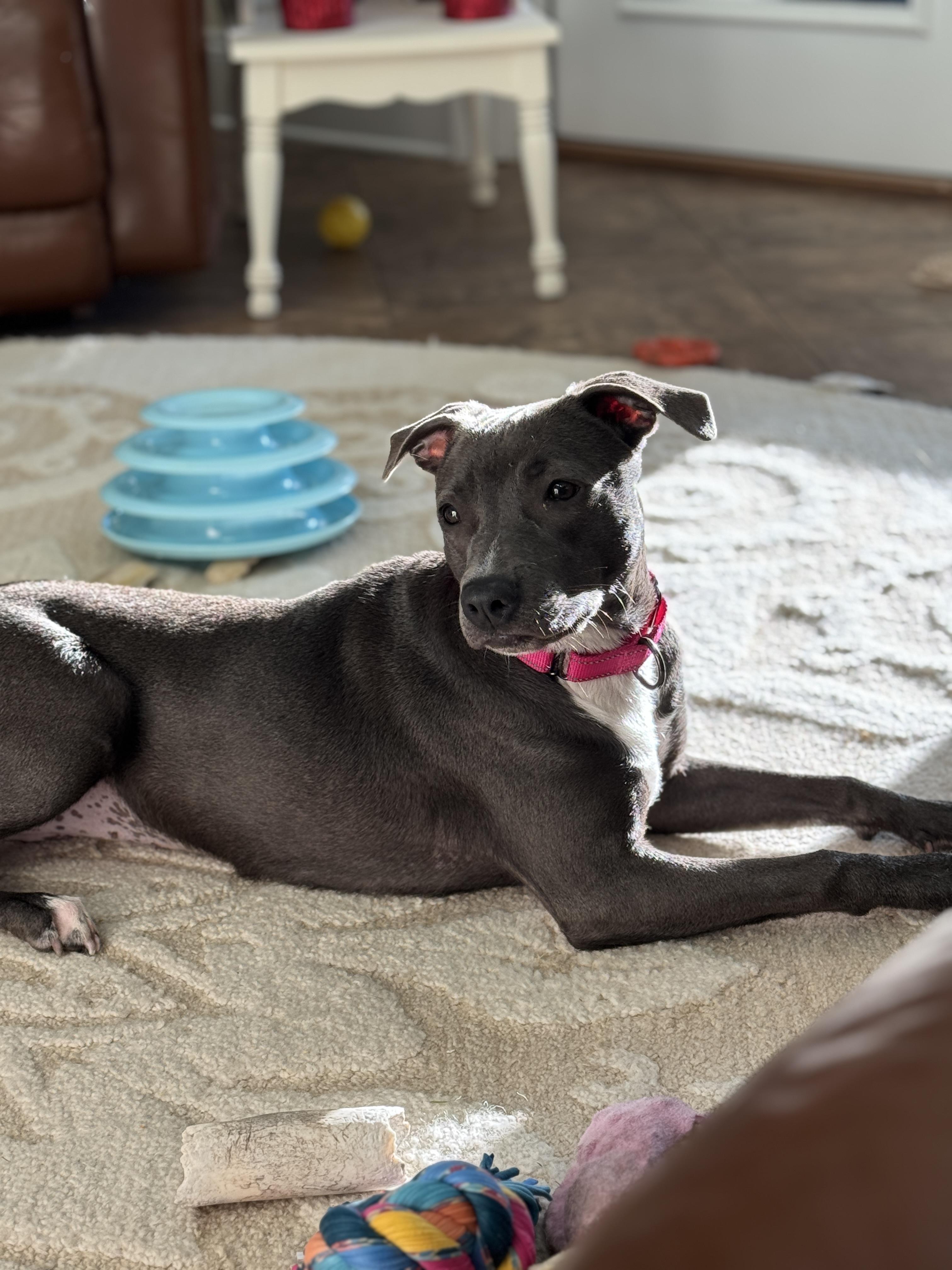 Enlarge Winnie , a ADOPTABLE mixed breed in Navarre, FL image 2/5