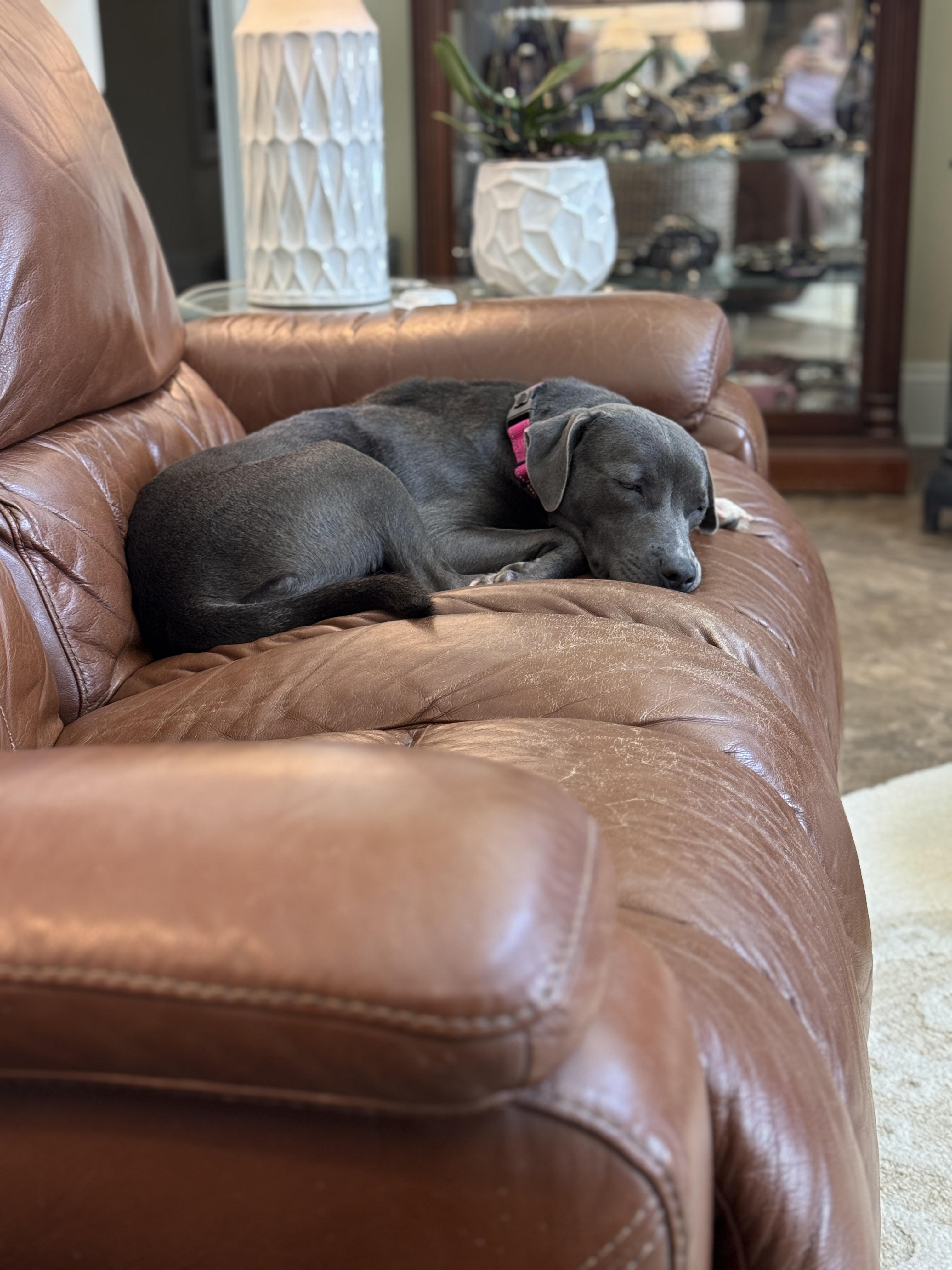 Enlarge Winnie , a ADOPTABLE mixed breed in Navarre, FL image 3/5