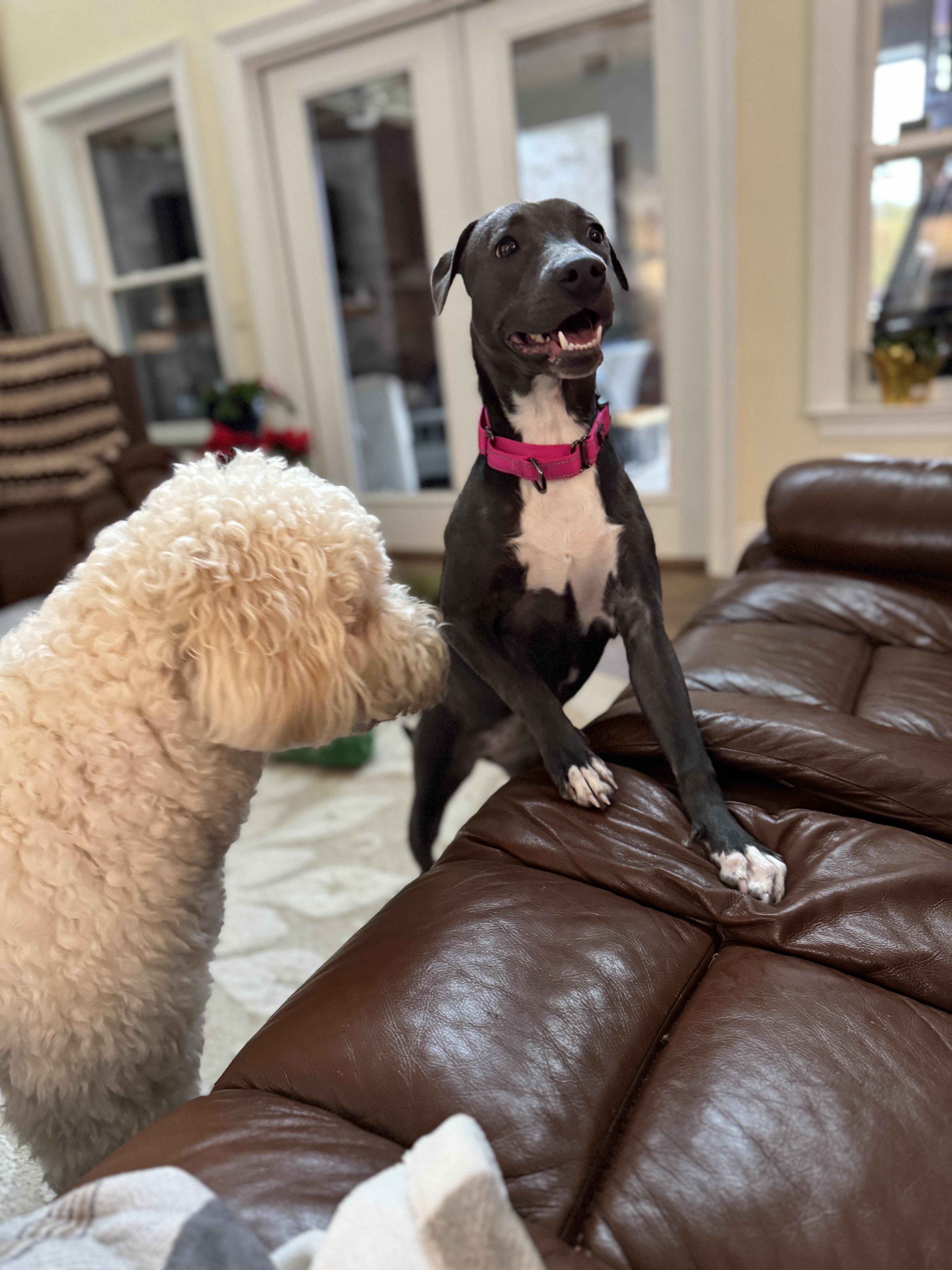 Enlarge Winnie , a ADOPTABLE mixed breed in Navarre, FL image 4/5