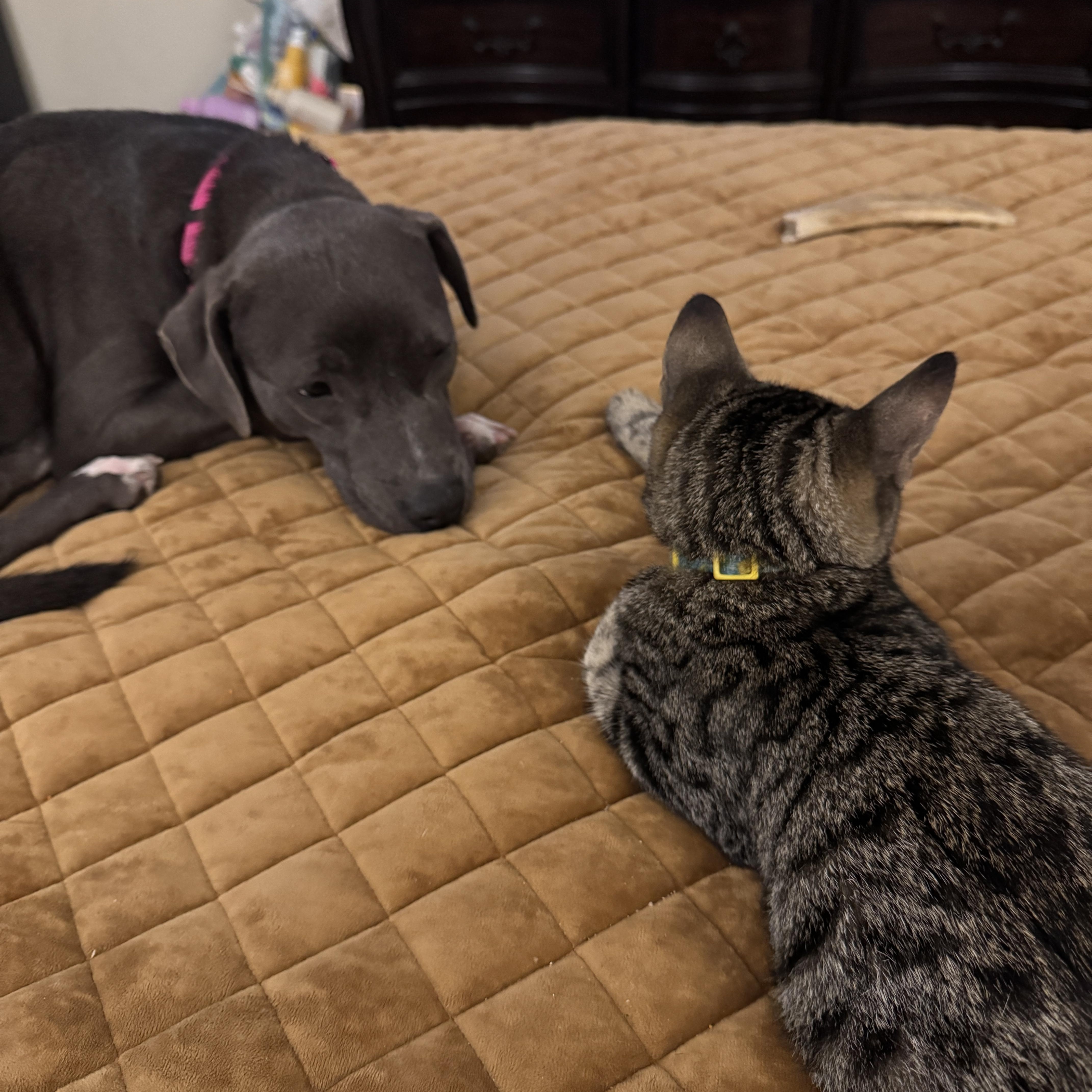 Enlarge Winnie , a ADOPTABLE mixed breed in Navarre, FL image 5/5