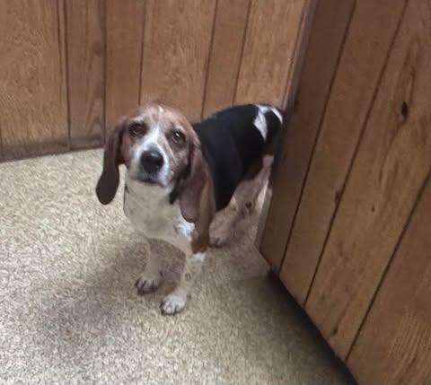 Honey, a Adoptable Beagle in Kent, WA image 1/5
