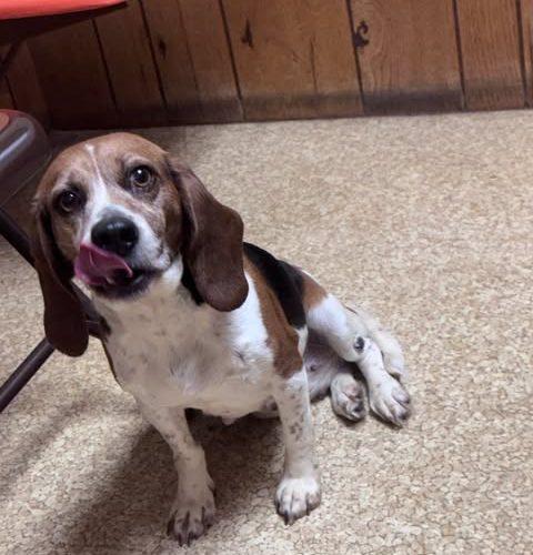 Honey, a Adoptable Beagle in Kent, WA image 2/5