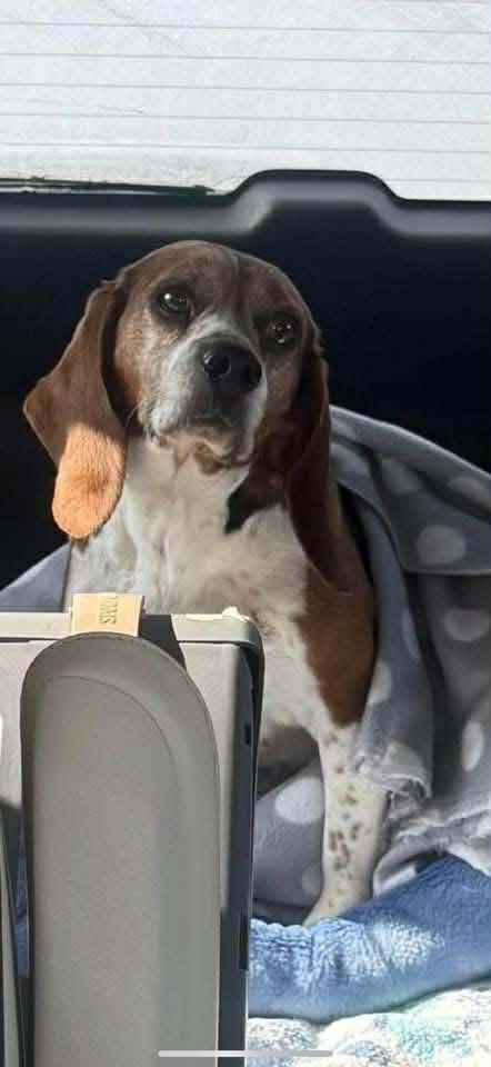 Honey, a Adoptable Beagle in Kent, WA image 3/6