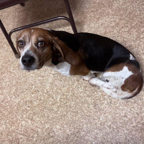 Honey, a Adoptable Beagle in Kent, WA image 3/5
