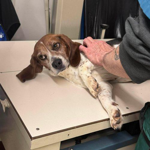 Honey, a Adoptable Beagle in Kent, WA image 4/5