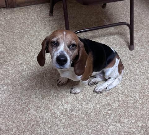 Honey, a Adoptable Beagle in Kent, WA image 5/5