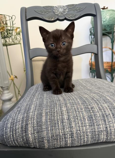 Solo, ADOPTABLE, Kitten Female Domestic Short Hair.