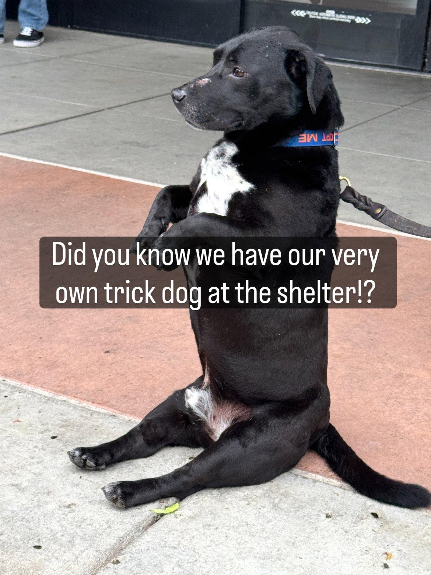 Enlarge Apollo, a Adoptable mixed breed in Petaluma, CA image 1/2