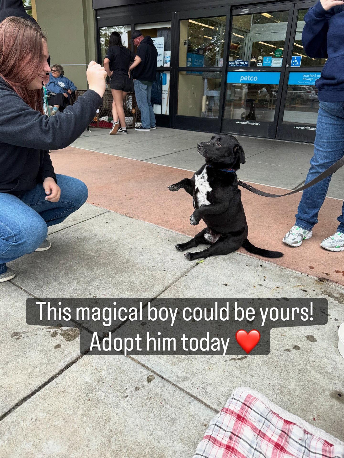 Enlarge Apollo, a Adoptable mixed breed in Petaluma, CA image 2/2