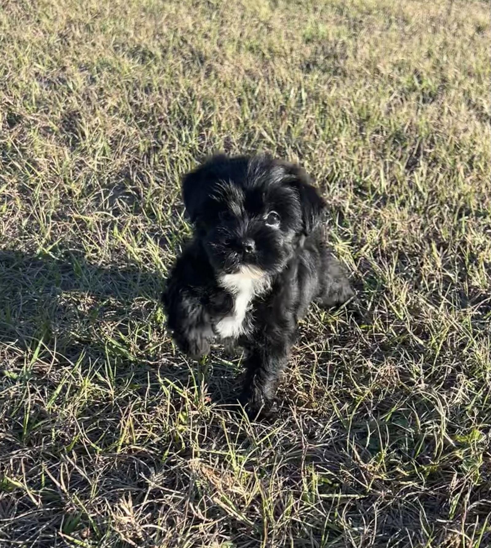 Enlarge Angel, a Adopted mixed breed in Ocala, FL image 1/3