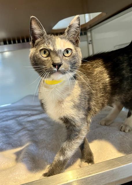 Enlarge PEARL, a Adoptable Domestic Short Hair in San Francisco, CA image 1/1