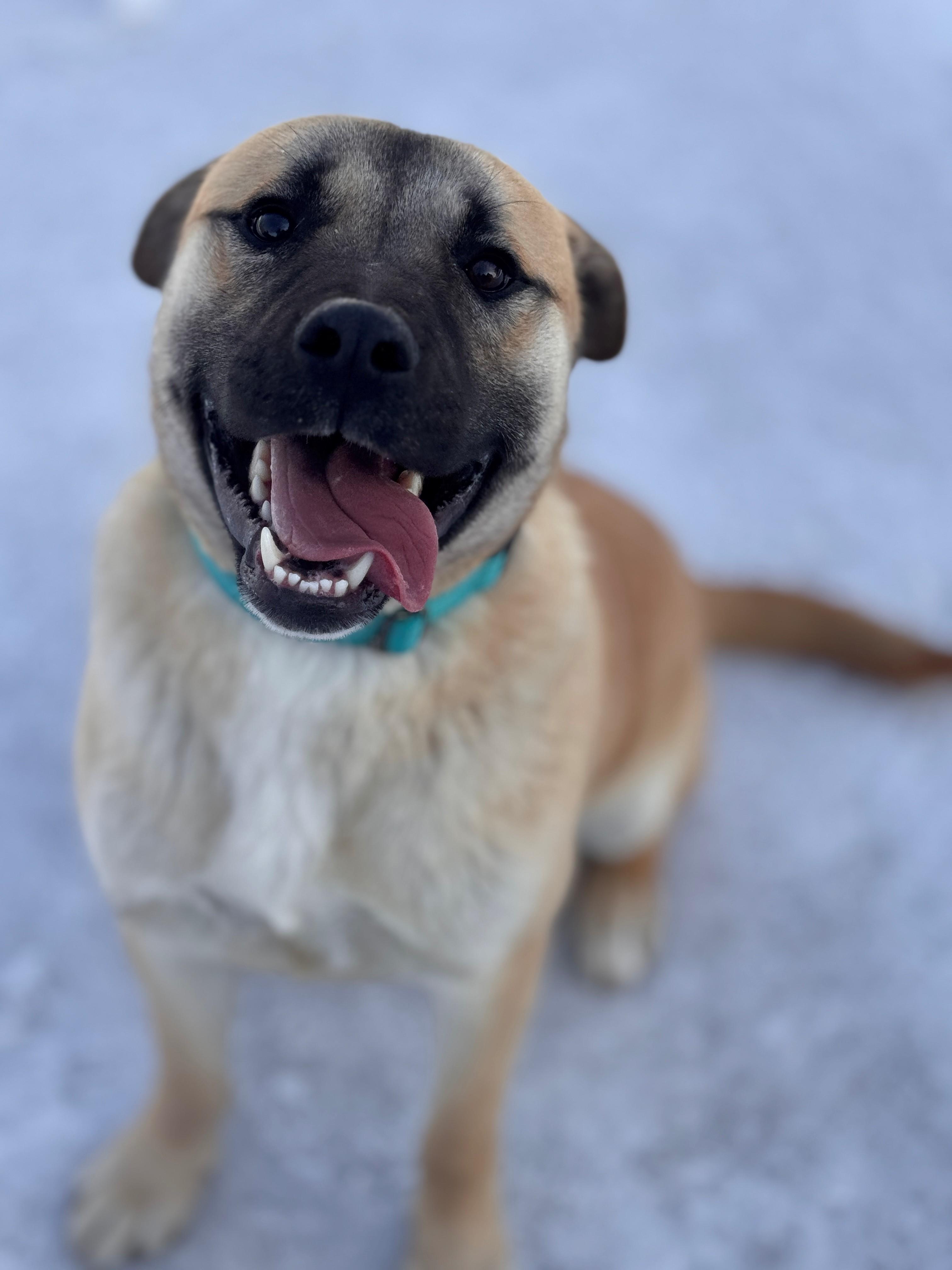 Chonk, adoptable, Young Male Shepherd.