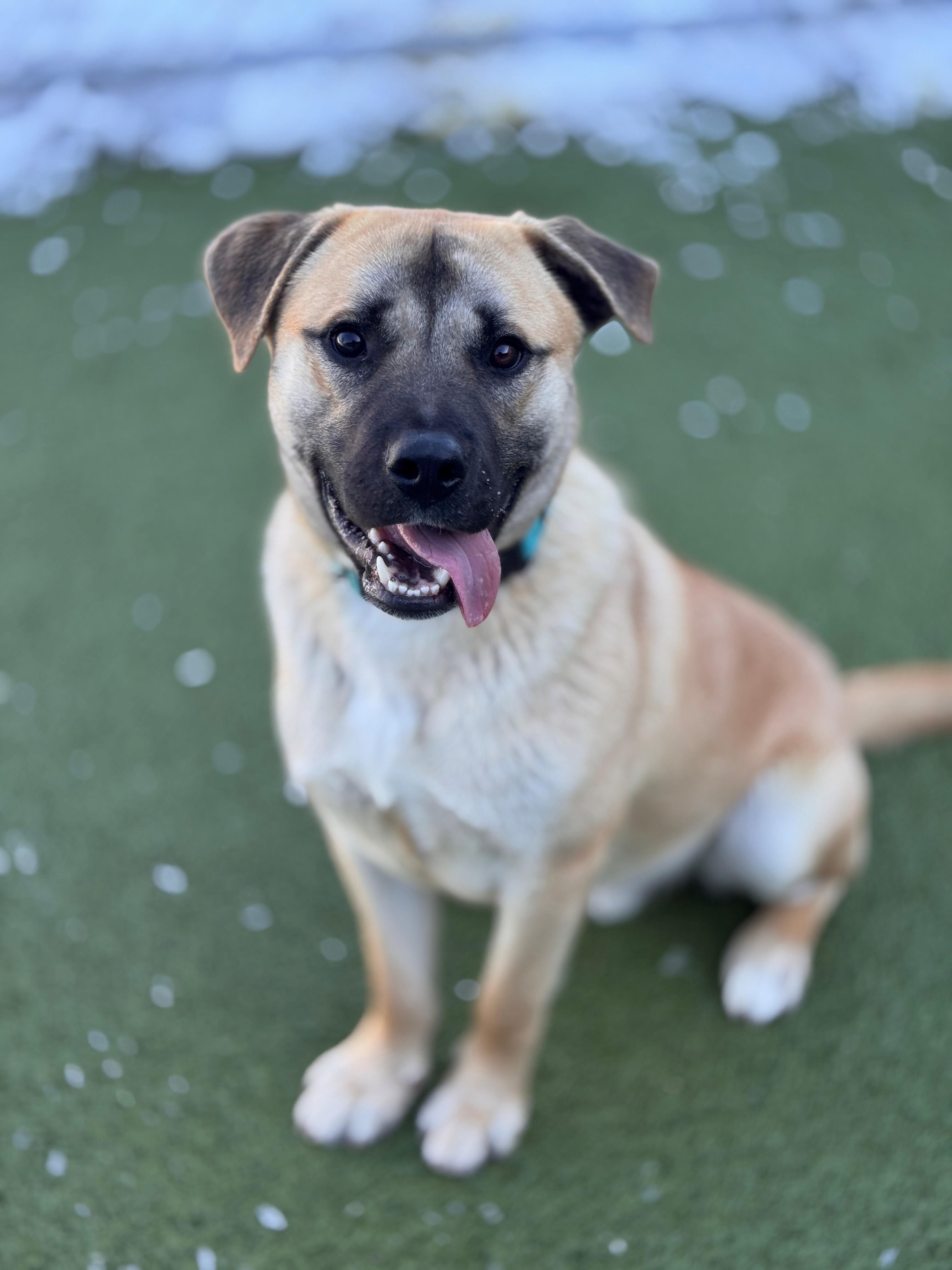 Enlarge Chonk, an adopted Shepherd in Hackensack, MN image 2/5