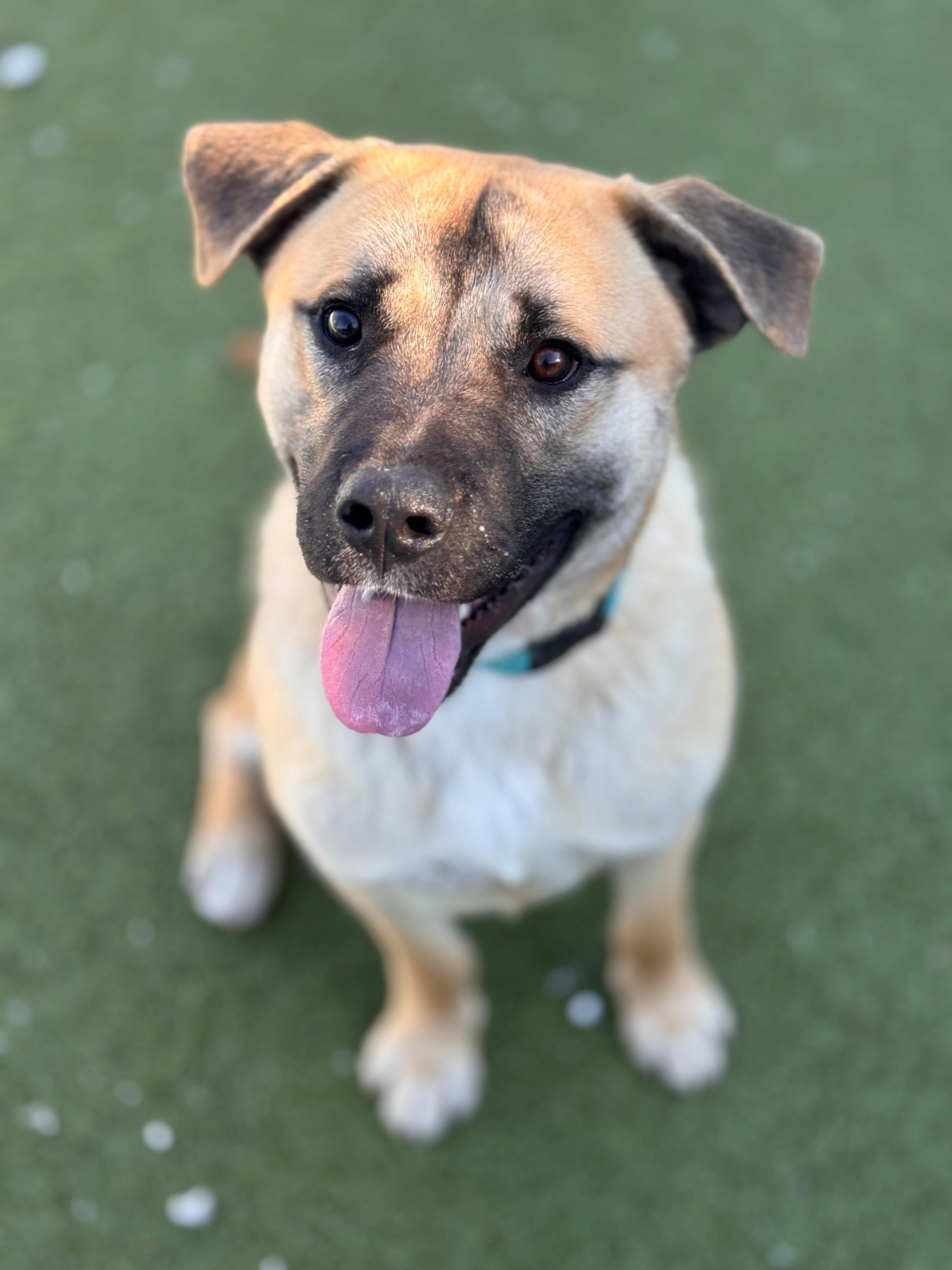 Enlarge Chonk, an adopted Shepherd in Hackensack, MN image 3/5