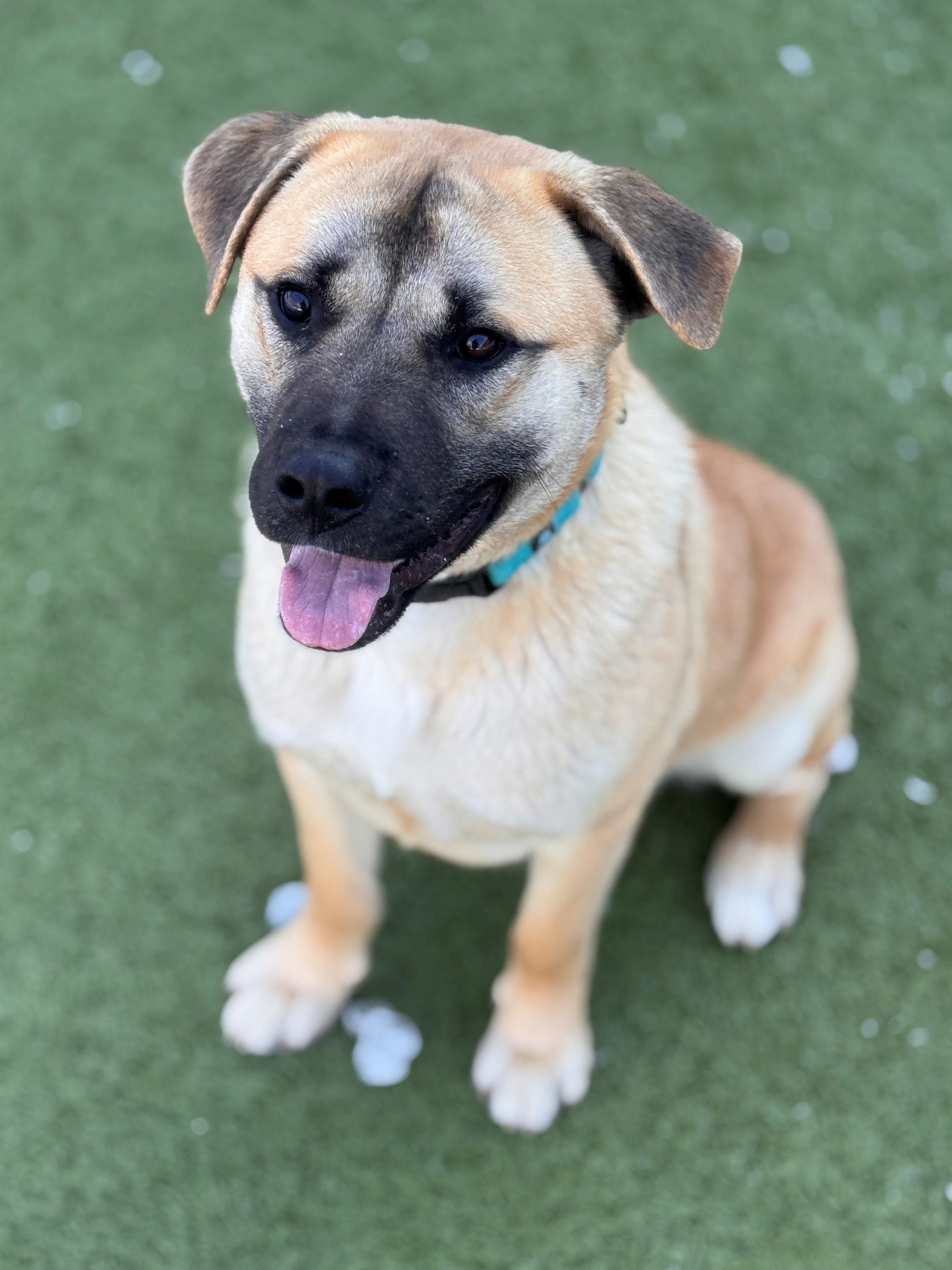 Enlarge Chonk, an adopted Shepherd in Hackensack, MN image 4/5