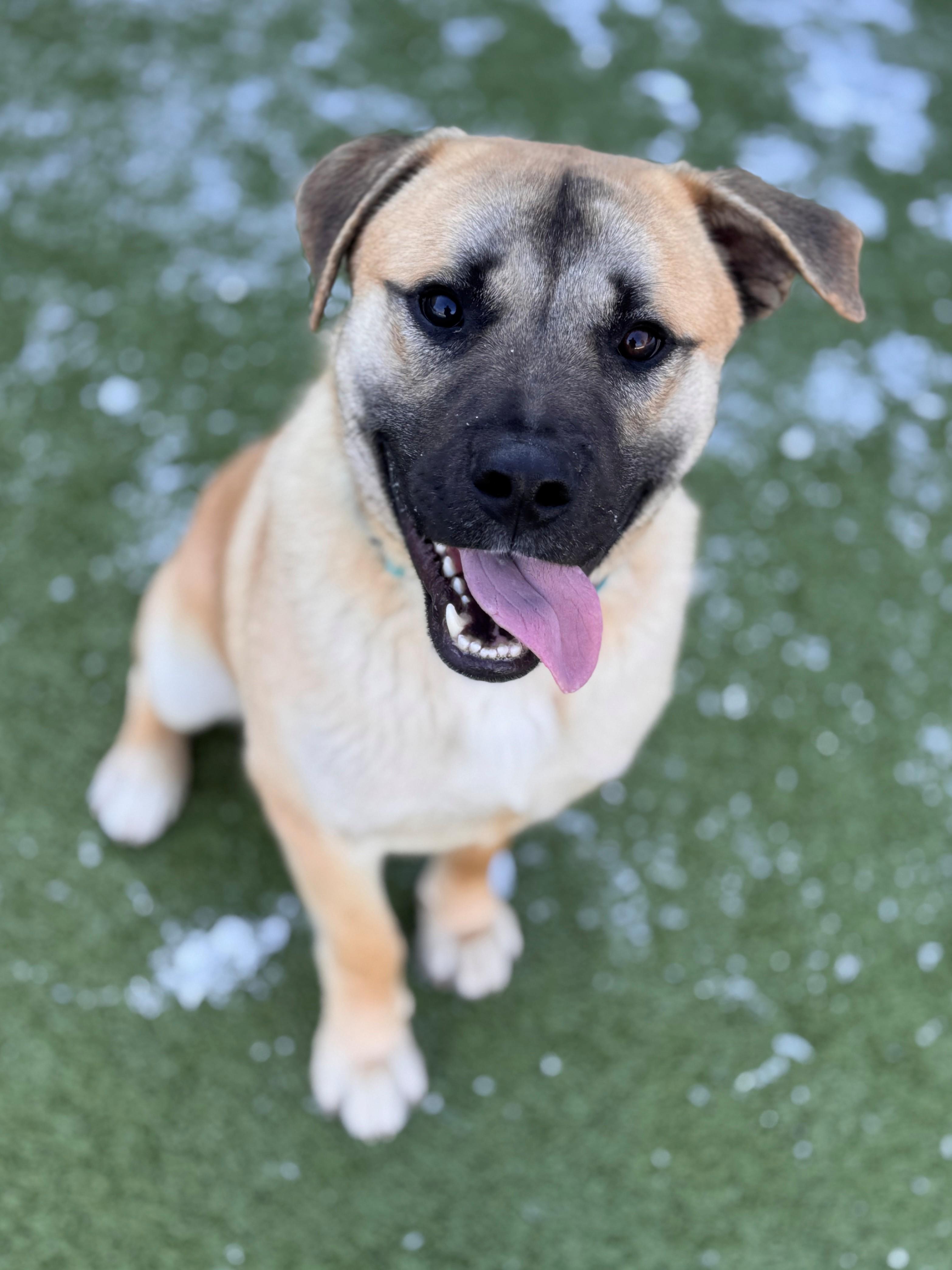 Enlarge Chonk, an adopted Shepherd in Hackensack, MN image 5/5