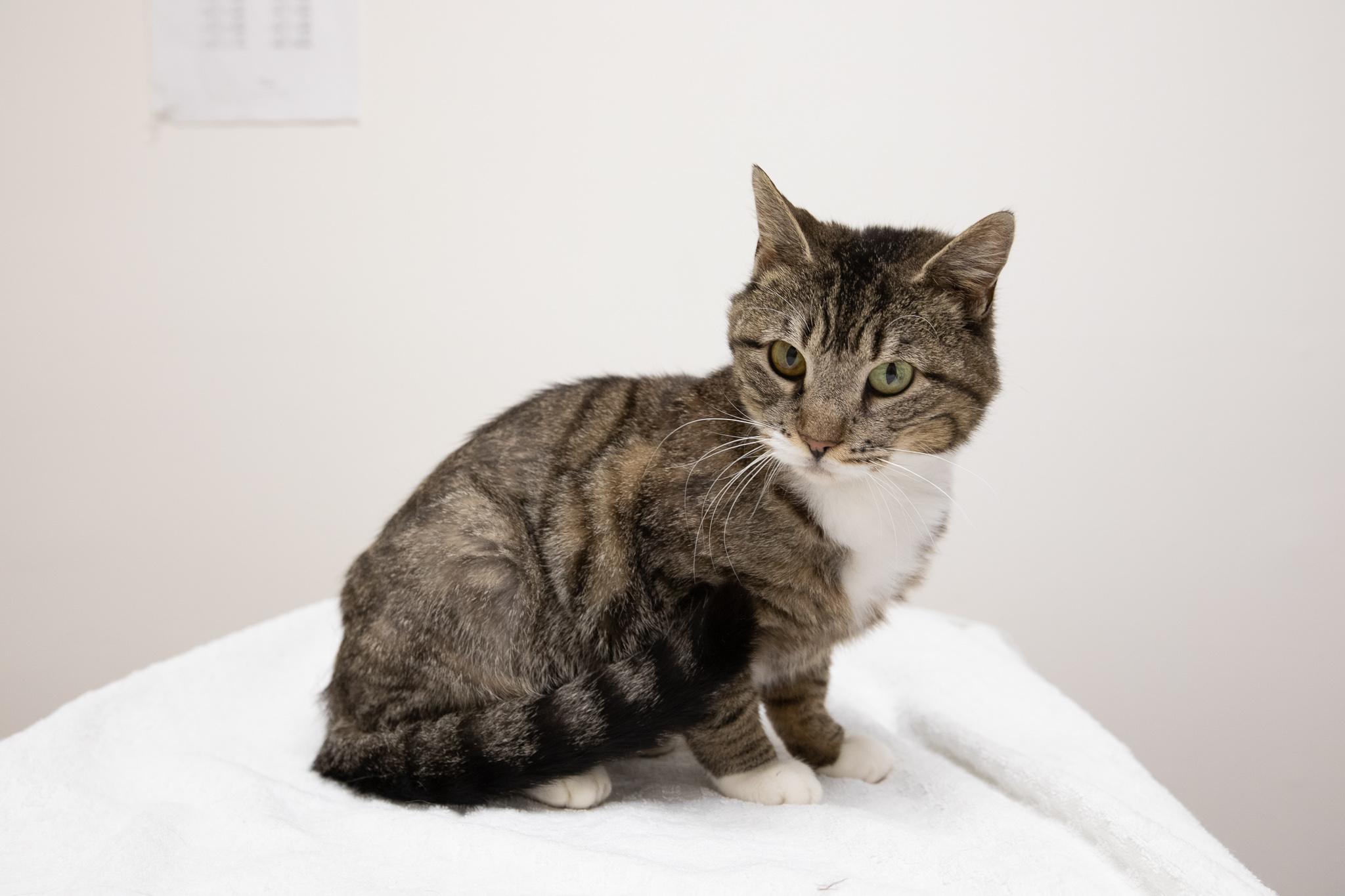 Enlarge Mia, a ADOPTABLE Domestic Short Hair in Montclair, NJ image 4/6