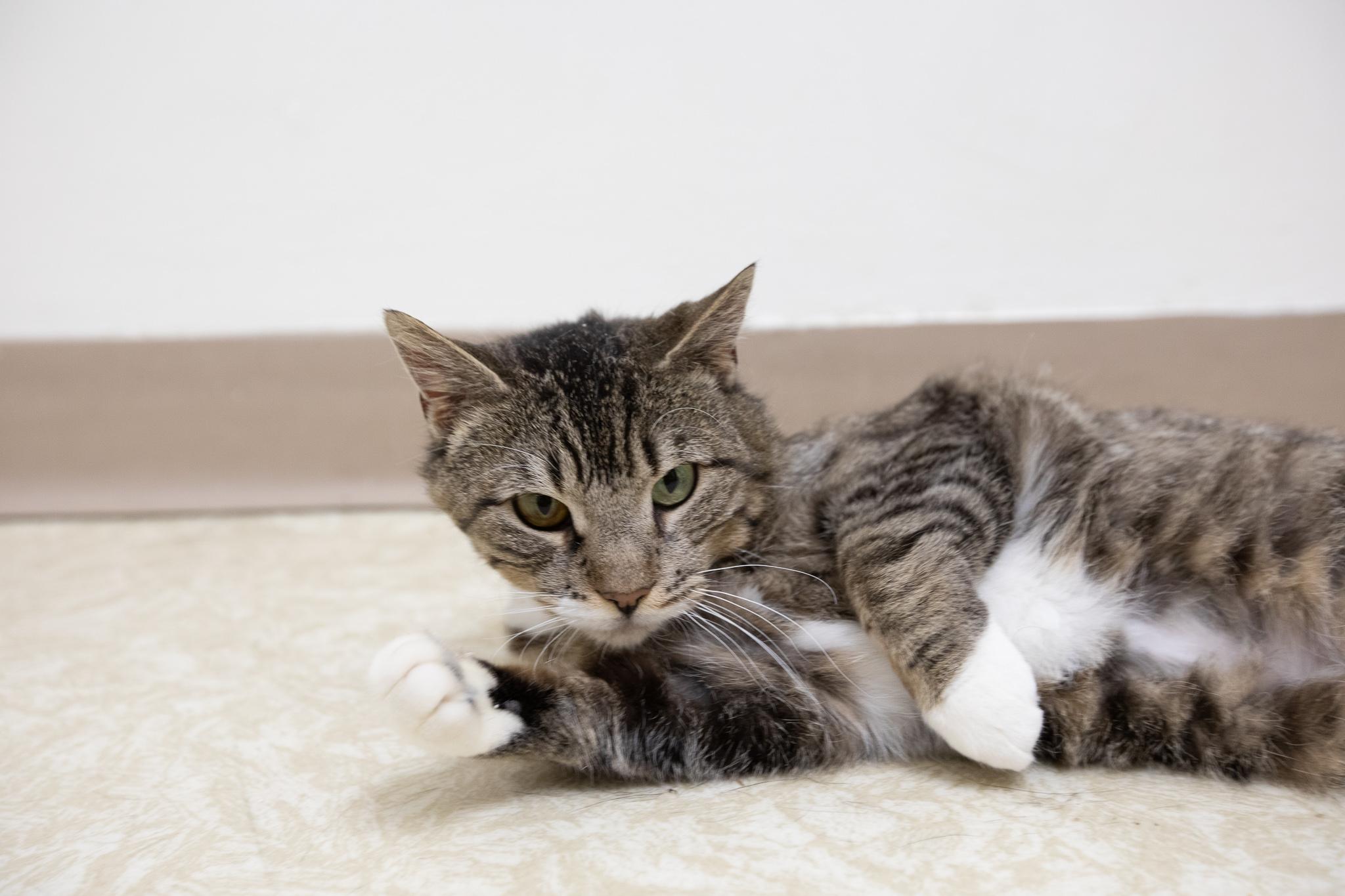 Enlarge Mia, a ADOPTABLE Domestic Short Hair in Montclair, NJ image 6/6