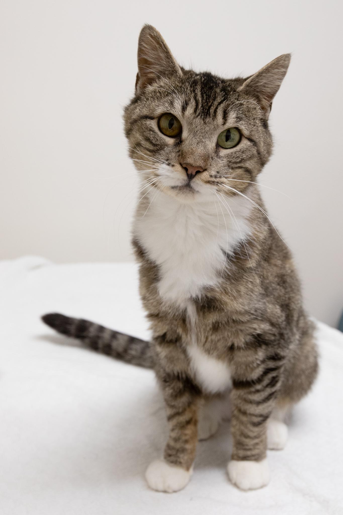Mia, ADOPTABLE, Adult Female Domestic Short Hair.