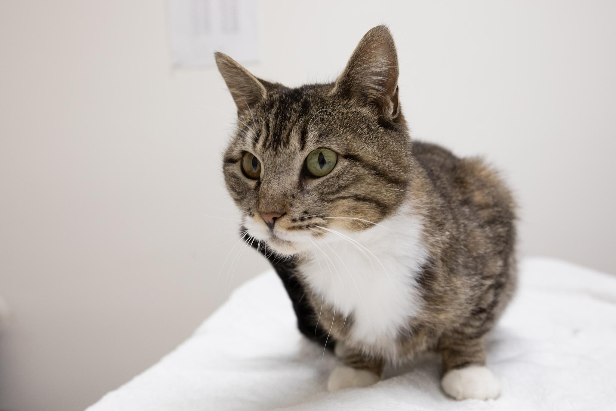 Enlarge Mia, a ADOPTABLE Domestic Short Hair in Montclair, NJ image 2/6