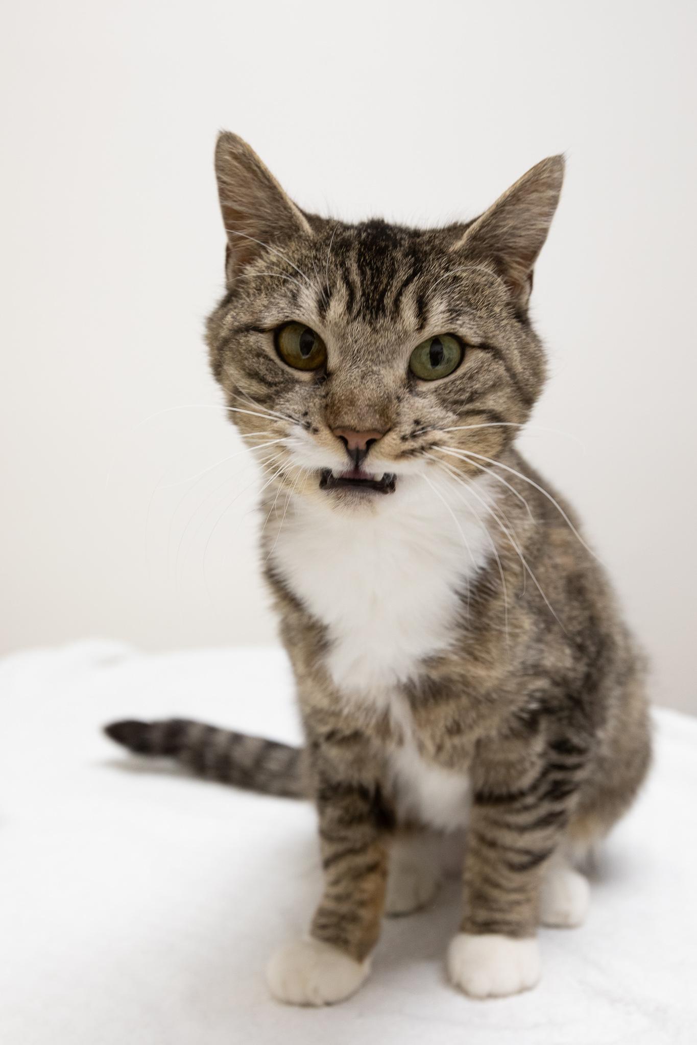 Enlarge Mia, a ADOPTABLE Domestic Short Hair in Montclair, NJ image 5/6
