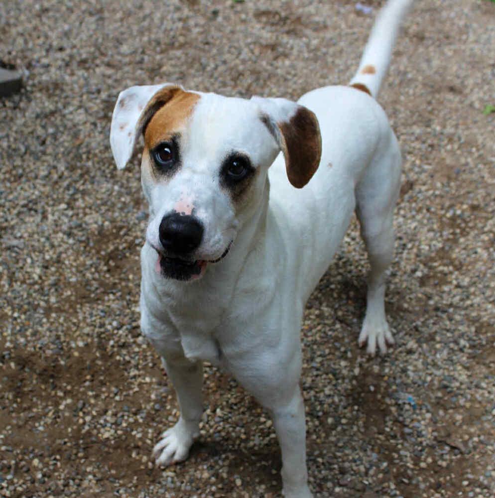 Nico (Adoption Fee SPONSORED!), Adoptable, Adult Male Hound.
