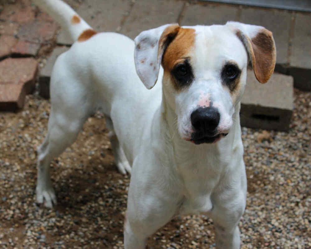 Enlarge Nico (Adoption Fee SPONSORED!), a Adoptable Hound in Muskegon, MI image 2/4