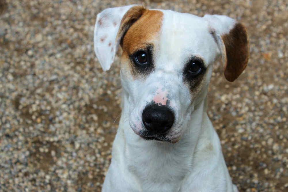 Enlarge Nico (Adoption Fee SPONSORED!), a Adoptable Hound in Muskegon, MI image 3/4