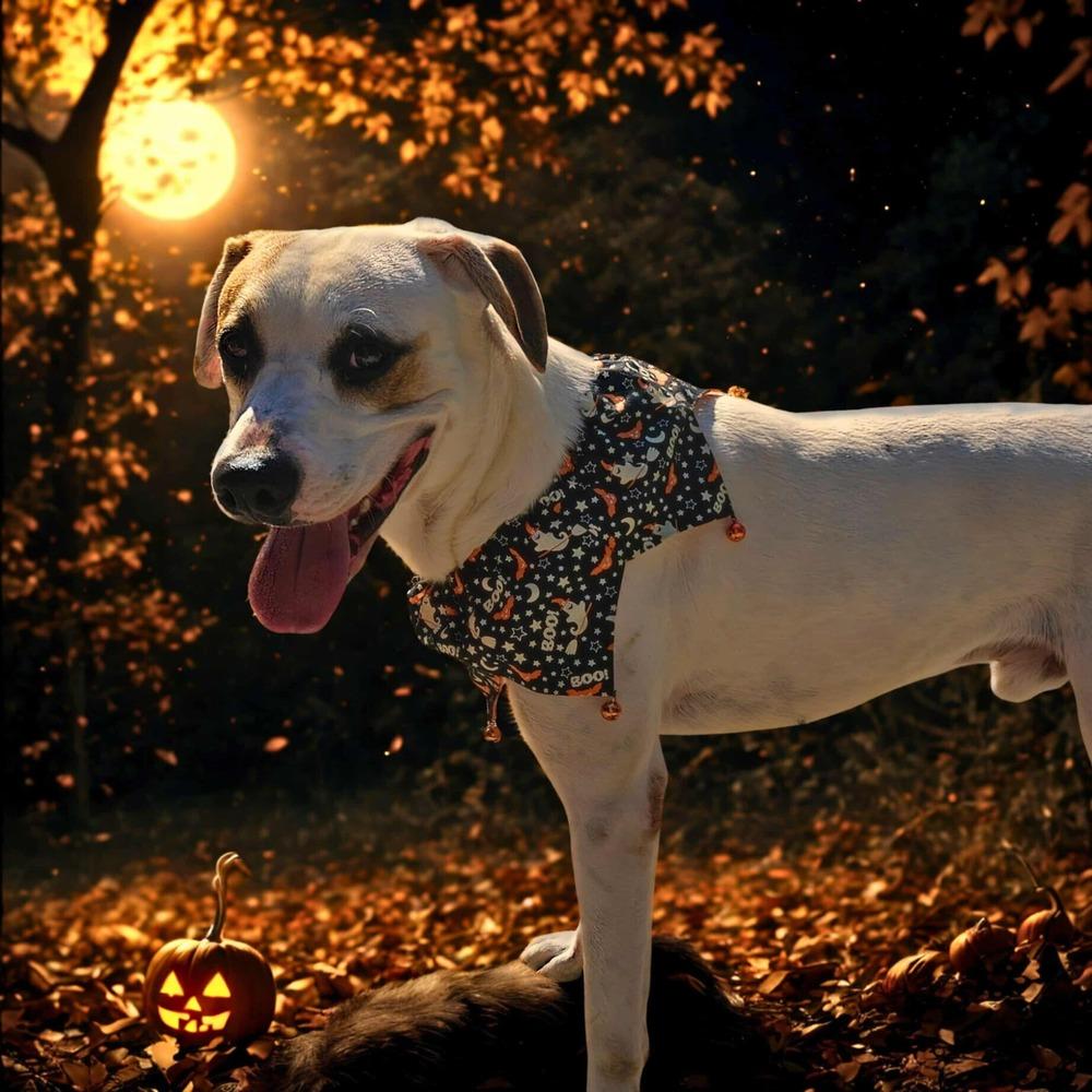 Enlarge Nico (Adoption Fee SPONSORED!), a Adoptable Hound in Muskegon, MI image 4/4