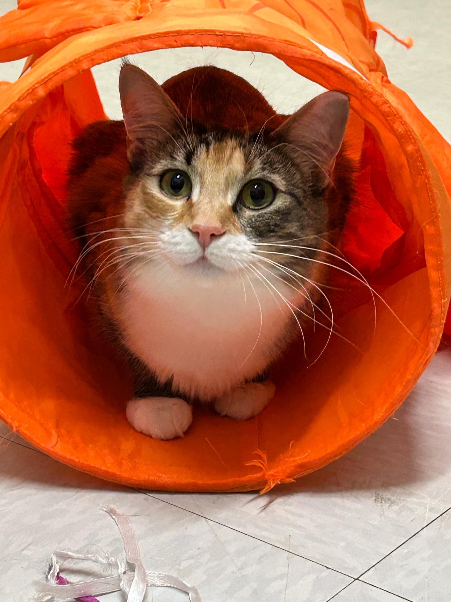 Enlarge Sambal, a Adoptable mixed breed in Whistler, BC image 4/4