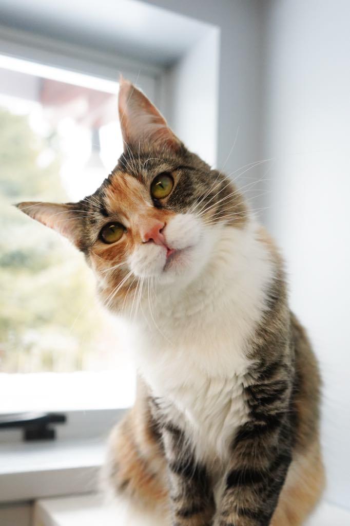 Enlarge Sambal, a Adoptable mixed breed in Whistler, BC image 1/4