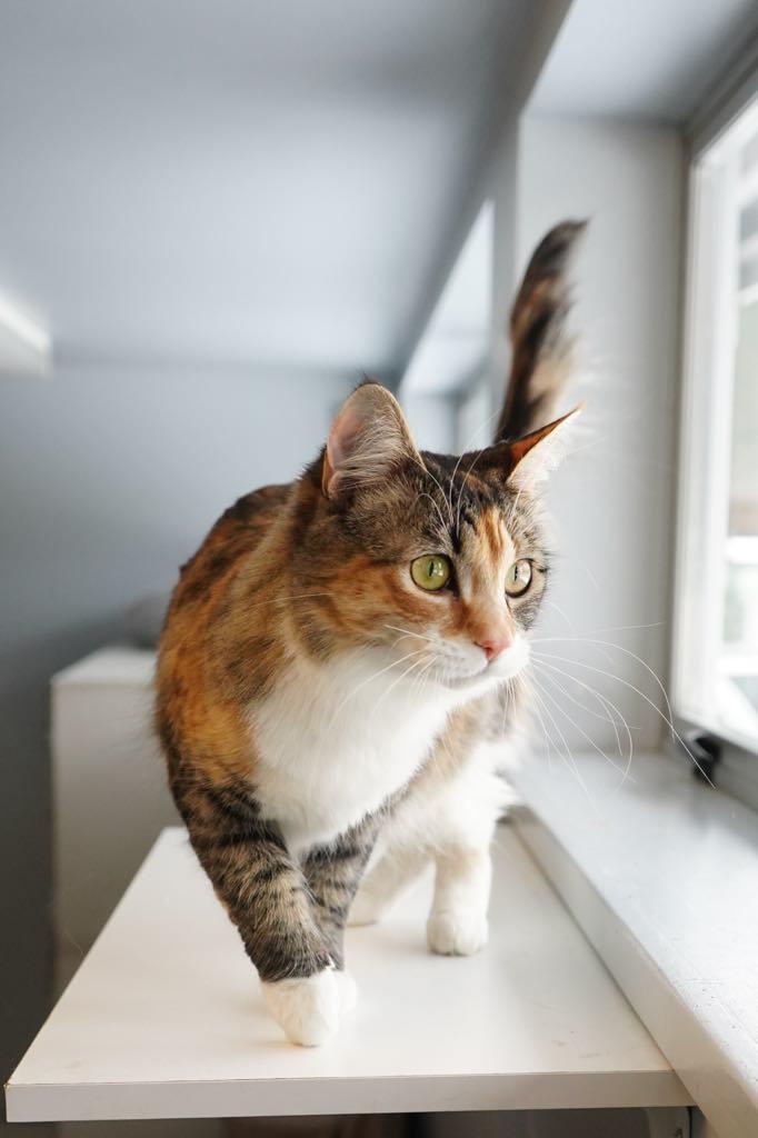 Sambal, Adoptable, Young Female Domestic Medium Hair.